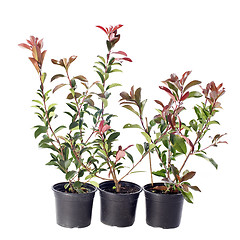 Image showing japanese photinia