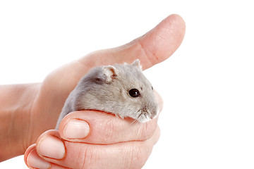 Image showing Djungarian hamster