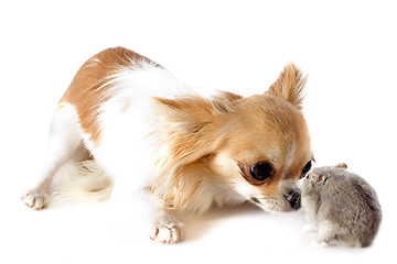 Image showing chihuahua and Djungarian hamster