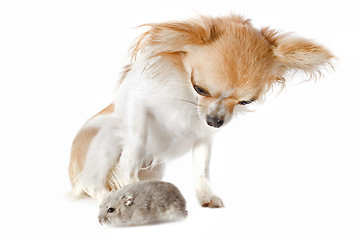 Image showing chihuahua and Djungarian hamster