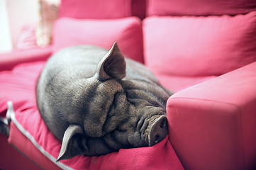 Image showing black piggy on sofa