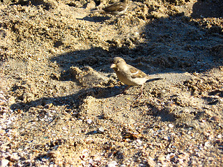 Image showing sparrow on a grey background