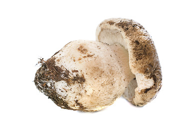 Image showing boletus edulis