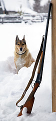 Image showing Hunting dog with a gun near