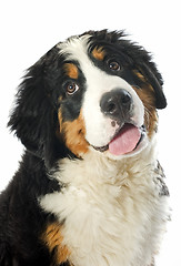 Image showing puppy bernese moutain dog