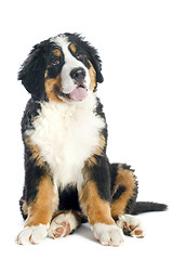 Image showing puppy bernese moutain dog