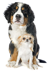 Image showing puppy bernese moutain dog and chihuahua