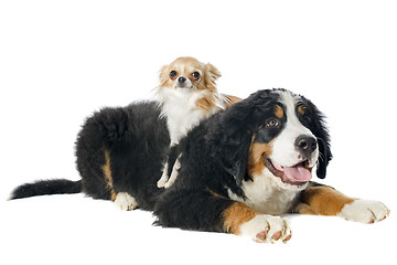 Image showing puppy bernese moutain dog and chihuahua