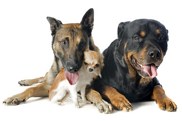 Image showing malinois, chihuahua and rottweiler
