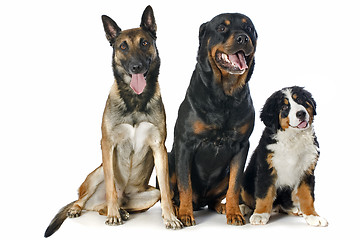 Image showing puppy bernese moutain dog, malinois and rottweiler