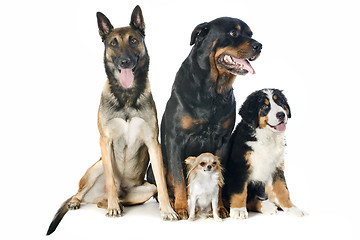 Image showing four dogs