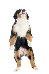 Image showing puppy bernese moutain dog