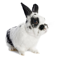Image showing dwarf Rabbit