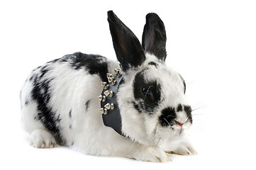 Image showing dwarf Rabbit with collar