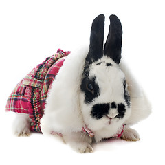 Image showing young dressed rabbit