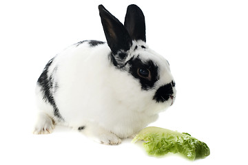 Image showing young dwarf rabbit 