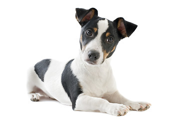 Image showing puppy jack russel terrier