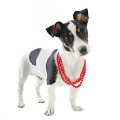 Image showing puppy jack russel terrier