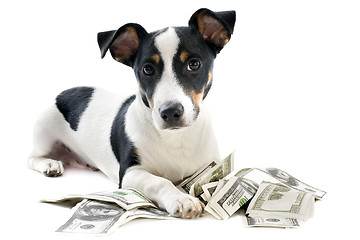 Image showing jack russel terrier with dollars