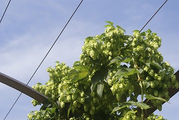 Image showing Hopfen