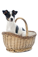 Image showing puppy jack russel terrier