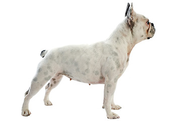 Image showing white french bulldog 