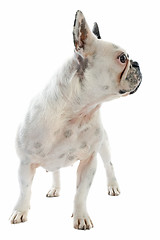 Image showing french bulldog 