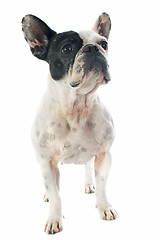 Image showing french bulldog 