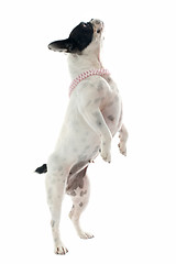 Image showing french bulldog jumping