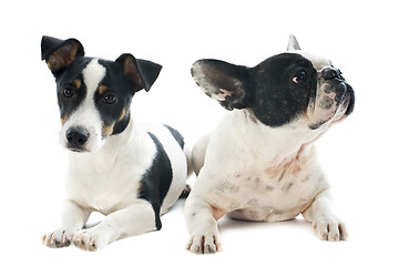 Image showing french bulldog and jack russel terrier