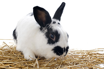 Image showing dwarf Rabbit