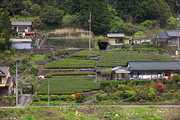 Image showing Tea fields in Japan