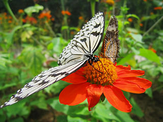 Image showing A Butterfly on a red flower