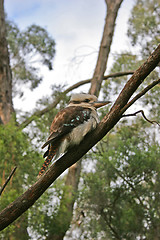 Image showing Kookaburra