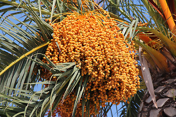 Image showing Date palm (Phoenix dactylifera)