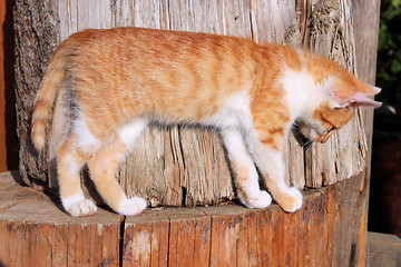 Image showing Red kitten