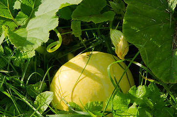 Image showing Yellow pumpkin. Natural ecologic food 