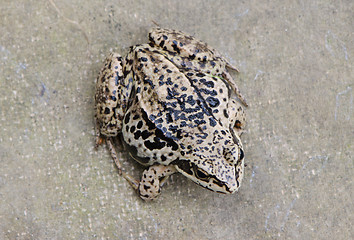 Image showing Closeup of brown rana frog amphibian black spot 