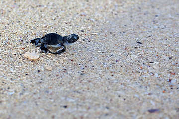 Image showing Green Sea Turtle Hatchling