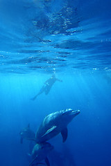 Image showing Wild Dolphins