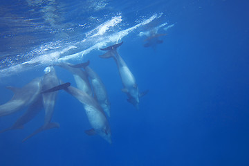 Image showing Wild Dolphins