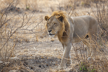 Image showing Wild lion