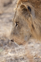 Image showing Wild lion