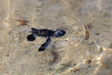 Image showing Green Sea Turtle Hatchling