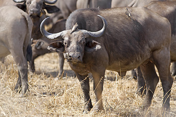 Image showing Wild African Buffalo