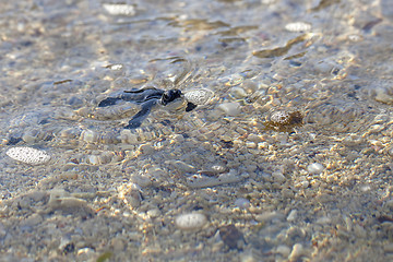 Image showing Green Sea Turtle Hatchling