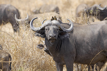 Image showing Wild African Buffalo