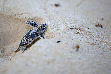 Image showing Green Sea Turtle Hatchling