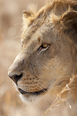 Image showing Wild lion