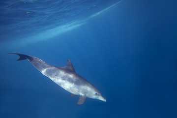 Image showing Wild Dolphins